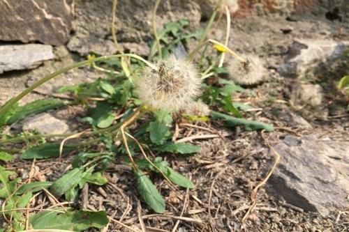 乳腺结节|女子长期坚持喝蒲公英水,后来身体怎样?蒲公英真能杀死癌细胞?