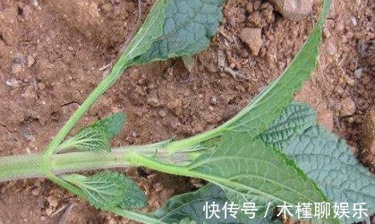 三农|农村一种野草,外形像蛤蟆皮,长到田地里是麻烦,却值15元一斤