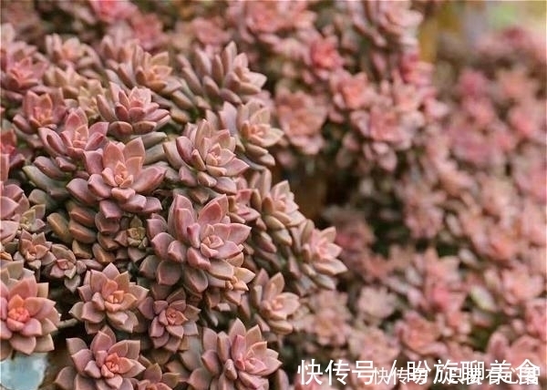 养多肉,别花大价钱买贵的,6种能养成花墙的大普货才是真香