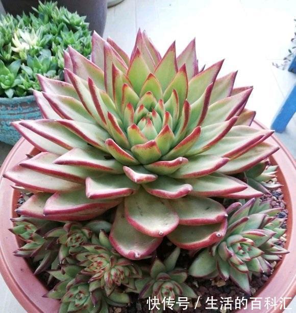 根系|乌木栽种攻略,想让乌木长得大,风吹日晒,冠幅长到20公分