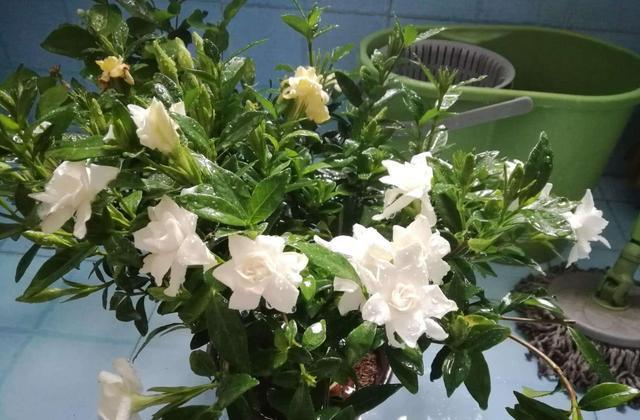 啤酒水淘米水浇花,关键“1步”不能少,否则变成养花“夺命水”