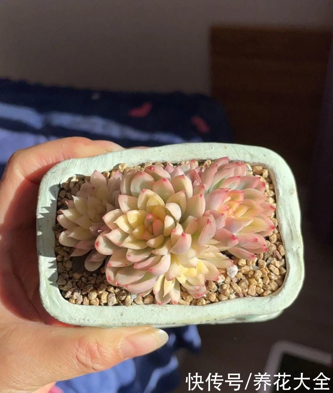 室内养多肉,也能养出水晶果冻色,任谁看到都说好