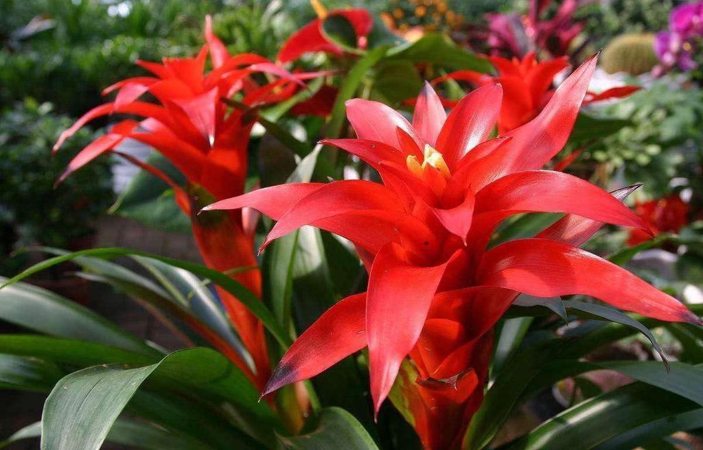 花卉|这5种花看着只能养一年，其实花期长，能养好几年，年年能开花