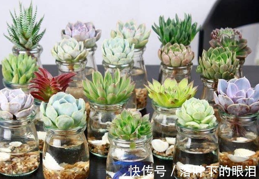这些多肉新手买一盆死一盆,已被肉友拉进“黑名单”,买了浪费钱