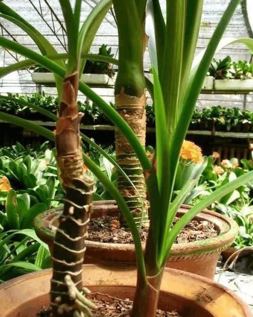 婆婆在家种了10年君子兰,没想根茎比我手臂还粗开花开得好奇怪