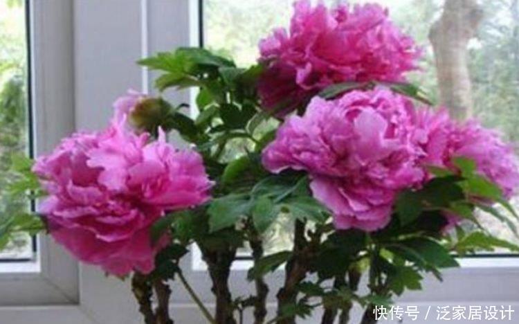 4种“开花小能手”，花朵硕大、花期长，美不胜收，你养了吗