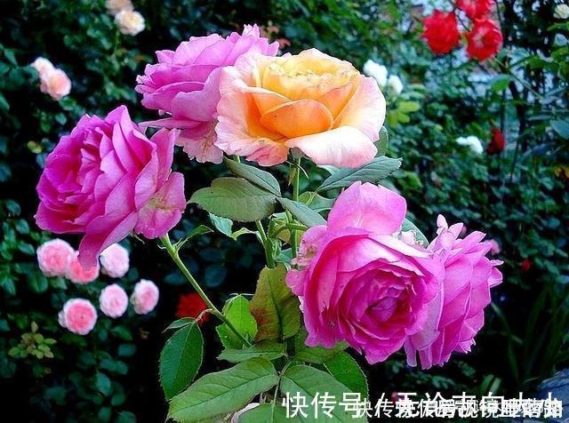 月季|20款紫色月季品种。浓香、抗病非常好养，天然紫色唯美盛开