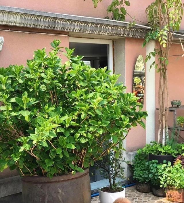 月季|3种花养在小盆里,2年变老桩,茎干粗壮开花香,1次能开50朵