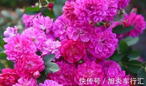 “优良玫瑰”甜蜜马车,花开爆盆,美艳优雅,非常值得拥有