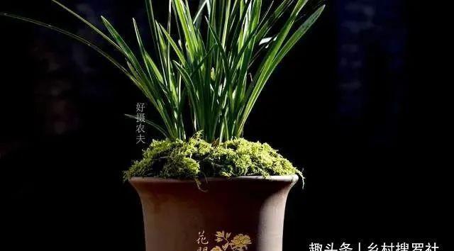 兰花通风的真正作用，烂根、腐苗、花苞霉变，都与之有关