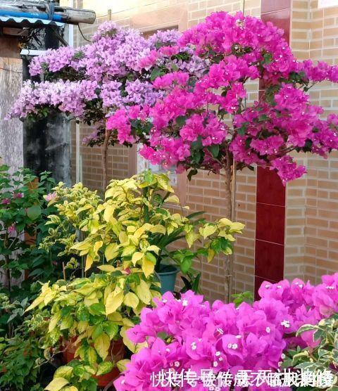 阳台庭院养上三种花，风景美如画，天天置身于花海里