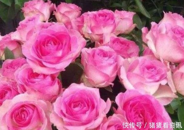 “稀有玫瑰”糖果雪山,似糖果般甜蜜,清香袭人,堪称养花必备