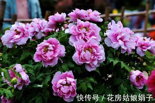 都知道牡丹是“花王”,却不一定知道谁是“花相”?值得了解一下