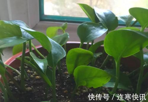 养花旧土别扔,“3样”东西加一点,土质肥沃,养花特旺,开花多