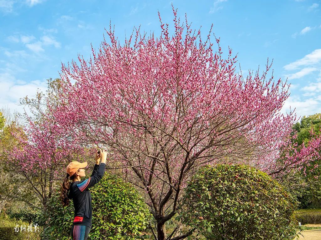 走起！赏花去~ 龙泉1300亩樱花谷等你发现，还有多个城区赏花点推荐