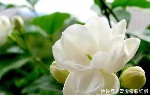 茉莉花浇这两种“饮料”,浇完叶片绿油油,花朵发狂长!