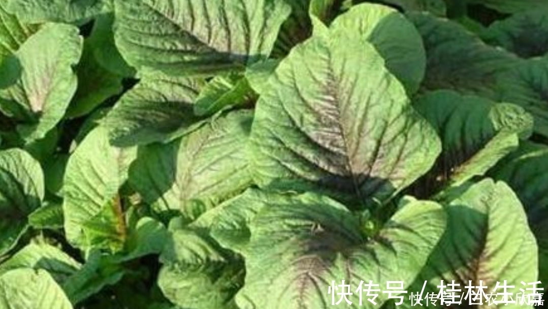 野生蔬菜|农村一种奇特野菜，叶子长得像心形，营养价值极高