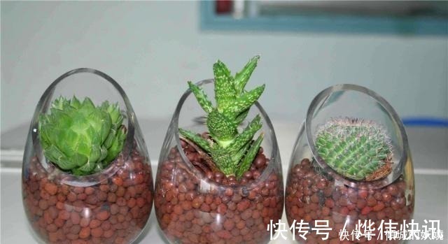 植料|工地边的“3种石料”没人要,却不知,都是栽花好料,养啥花都旺