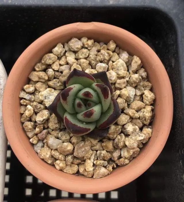 养成一个爱好的重要性和一个养肉人的日常！