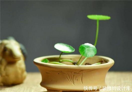 发财树|绿萝、发财树也能养死?我敢说你肯定不会浇水