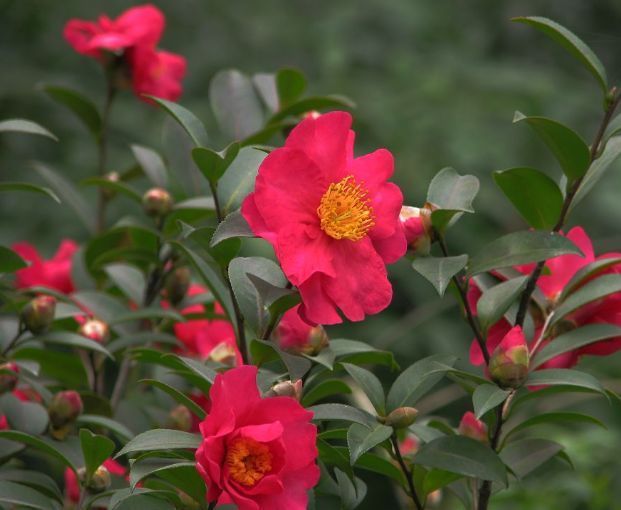 这种花是花中劳模,一年四季开花不断,花香四溢飘满屋,美爆了