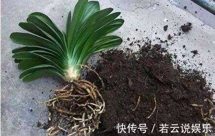 石蒜科|君子兰的“叶片”，别随便剪，否则一年都不会有花开，长不旺