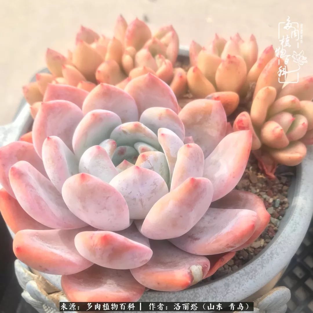 我和我的“多肉恋人”，怎么样有没有惊艳到你！