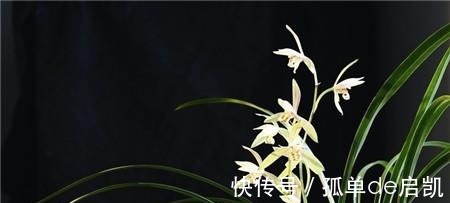 雨水|夏天养兰花，要注意五点要素，难养的品种也可以驾驭好