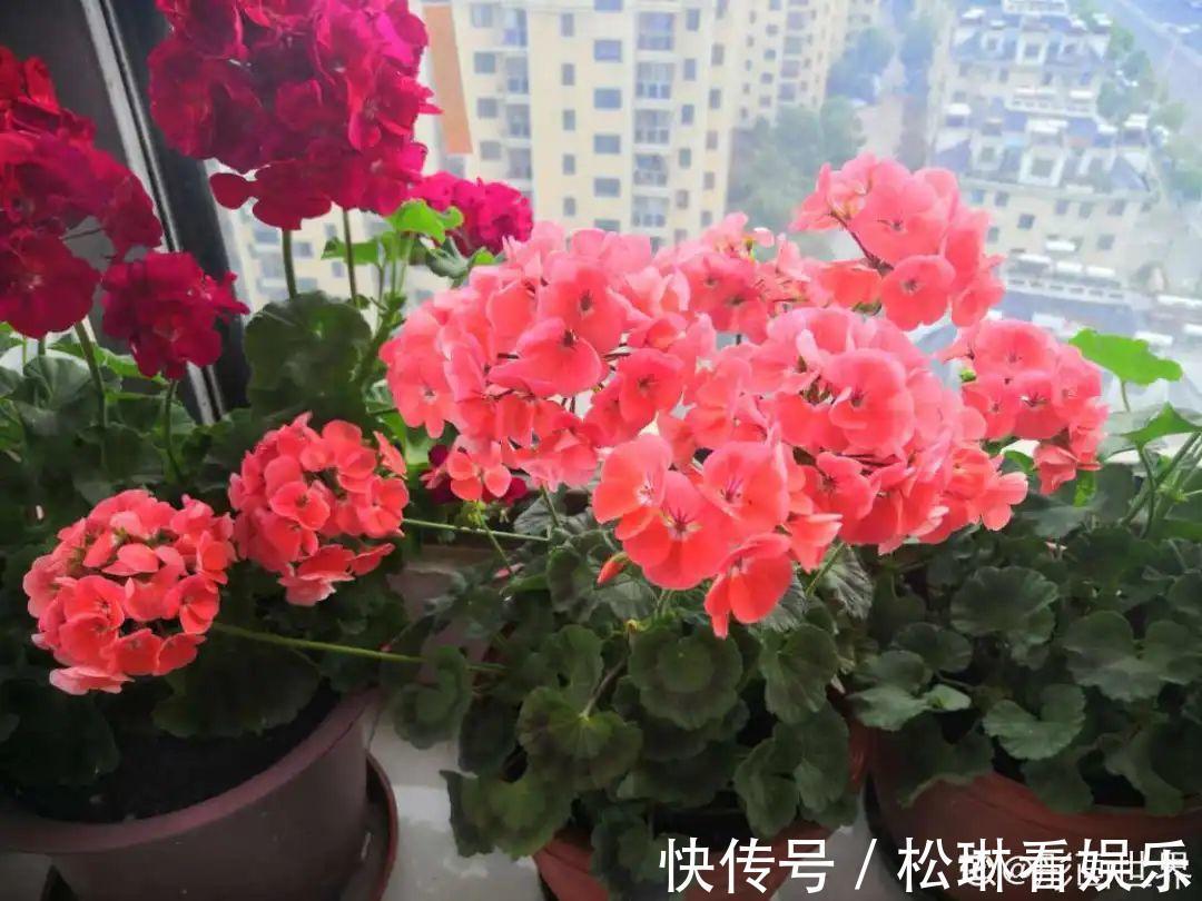 休眠|家里有这7种花,少浇水、不能晒,天热要休眠!