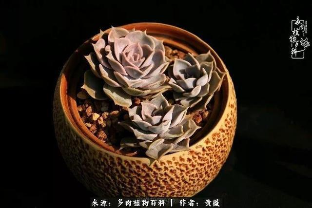 养了三年多肉,终于明白佛系养肉才是王道!