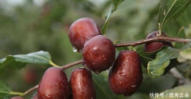 这里有庭院里最喜欢的果树,树大遮阳还能结果,吃得真开心