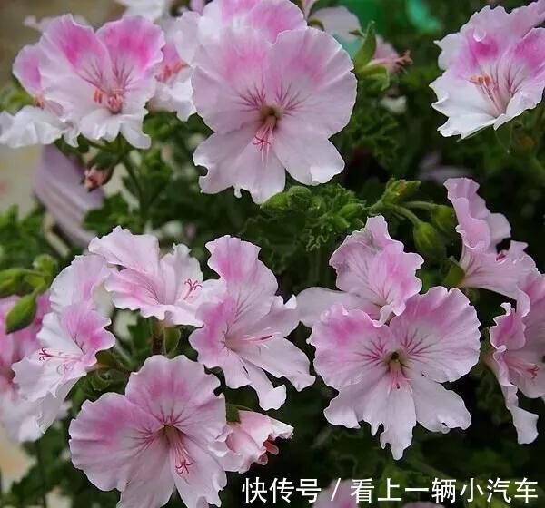 扦插|教你3招,天竺葵一插就活,迅速生根,越长越旺