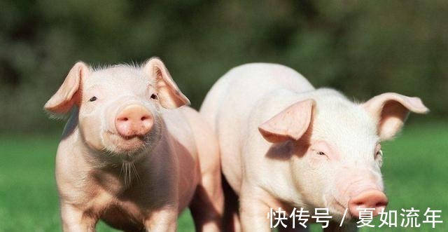 下联&先生一上联“小猪拱小竹,小猪一动,小竹一动”,下联经典!