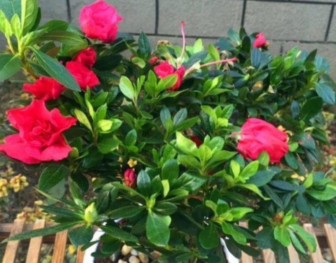 养花就养此几款,全年开花不停,耐旱耐冷超好养