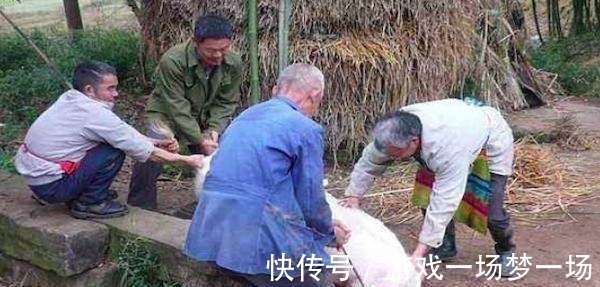 杀猪人|农村杀猪人为什么都命短?梁宏达的解释一针见血,真相值得一看