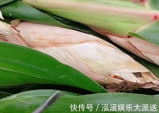 坚强|“全能宝妈”带娃收玉米两不误火了,所谓坚强,全靠硬扛