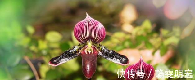 线艺|兰花市场的水很深，那怎么才能分辨出一株兰花的好坏？