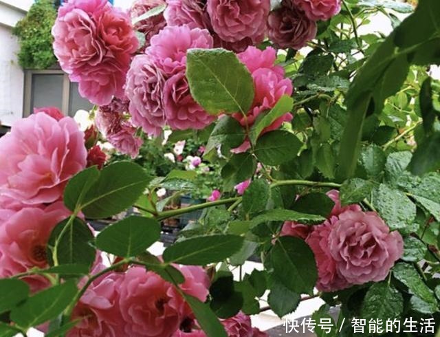 什么牛粪、猪粪,也不如“1种水”,只管浇在花盆里,花卉就爆盆!