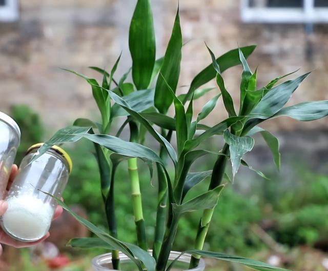 爱喝“啤酒”的4种花,隔几天来1杯,不施肥也呼呼长!