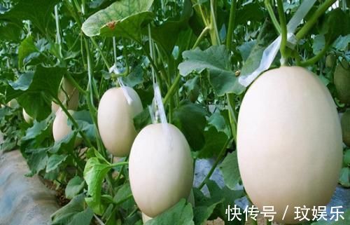 黄苹果|女性到了中年可以多吃3种食物,补充营养,滋润肌肤,好吃又健康