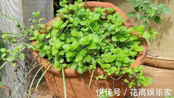 如何把薄荷养到爆盆，几分钟就可以学会，再也没有蚊虫的叮咬