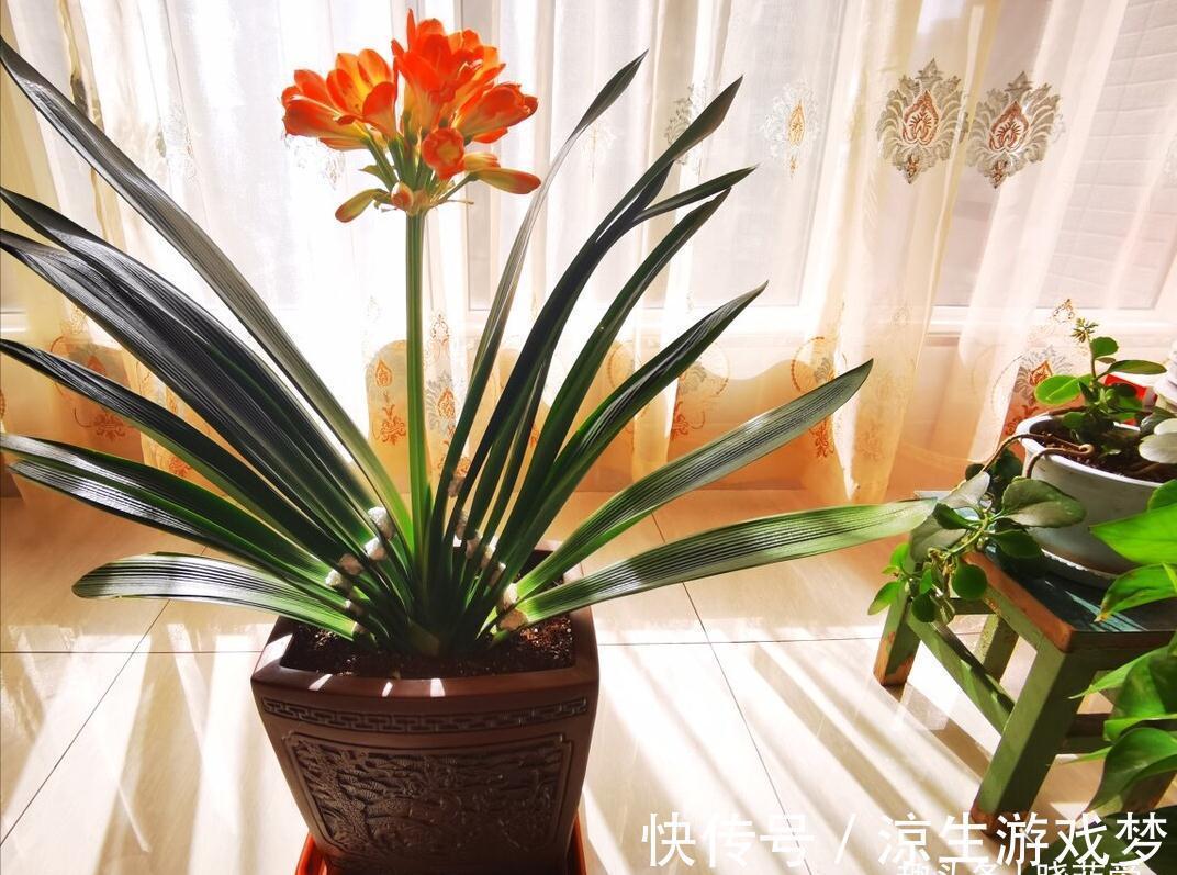 公认难养的10种“漂亮花”,没有几年养花经验,建议别买回家