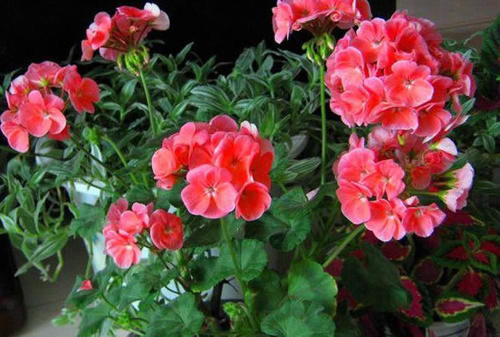 秋季|此“花”能开三季,鲜艳漂亮花期长,阳台养一盆,看花200天