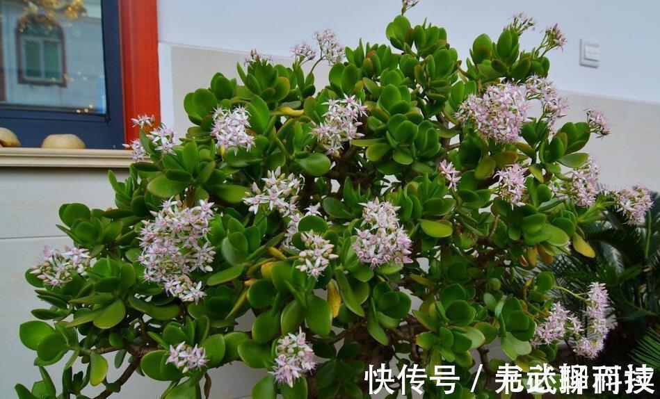 4种树,花开富贵“好兆头”,难得一见,看看你家有吗?