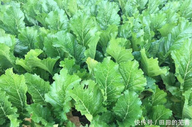 青菜还|有一种菜,霜打过后才好吃,农村特别多,但菜市场却很少,了解下