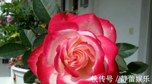喜欢菊花,不如养盆“珍贵名菊”摩纳哥公爵,沉鱼落雁,闭月羞花