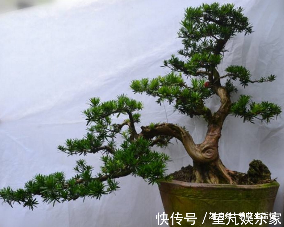 想让罗汉松长得旺,调配土壤有技巧,做好后枝壮叶多,茂盛翠绿!