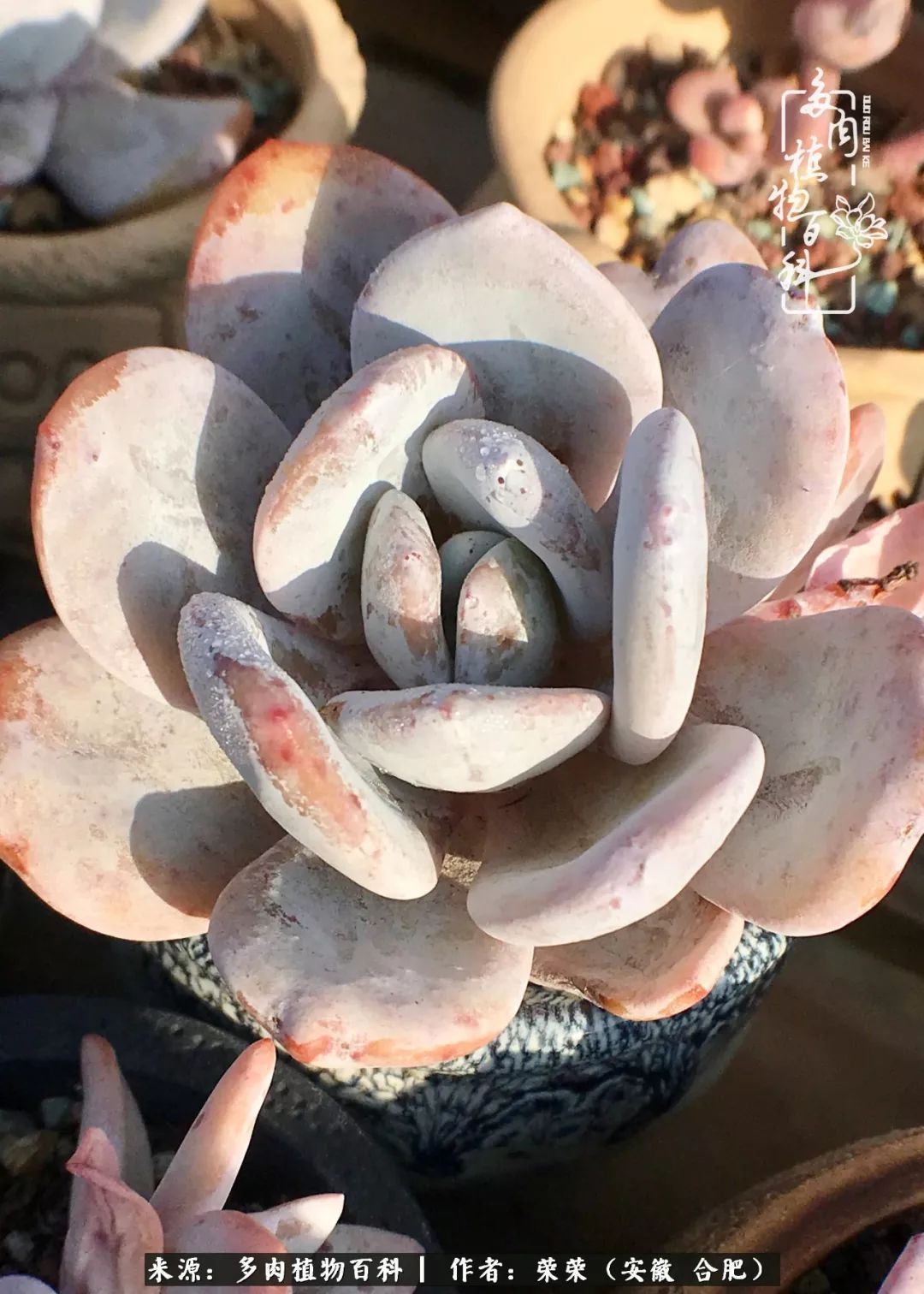 金秋时节，变化带来的惊喜不正是养肉的乐趣所在么！