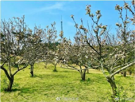 花开正好，共赴鼓岭“春日之约”