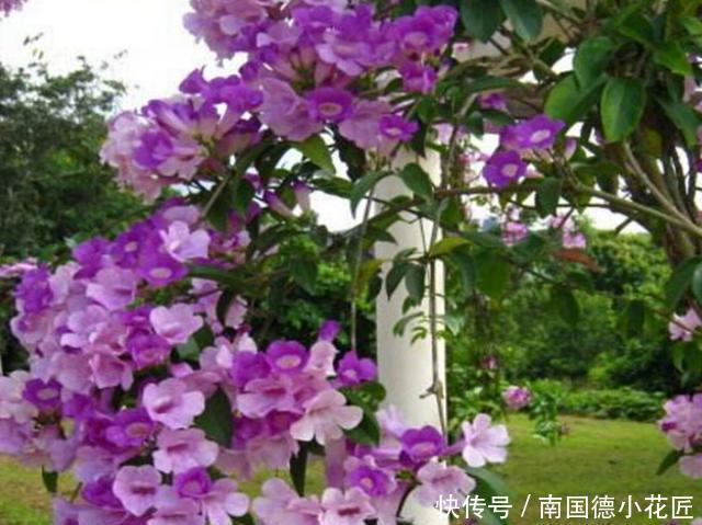 长成|阳台上养蒜香藤,教你4招让盆栽从春开到冬,轻松长成一株老桩